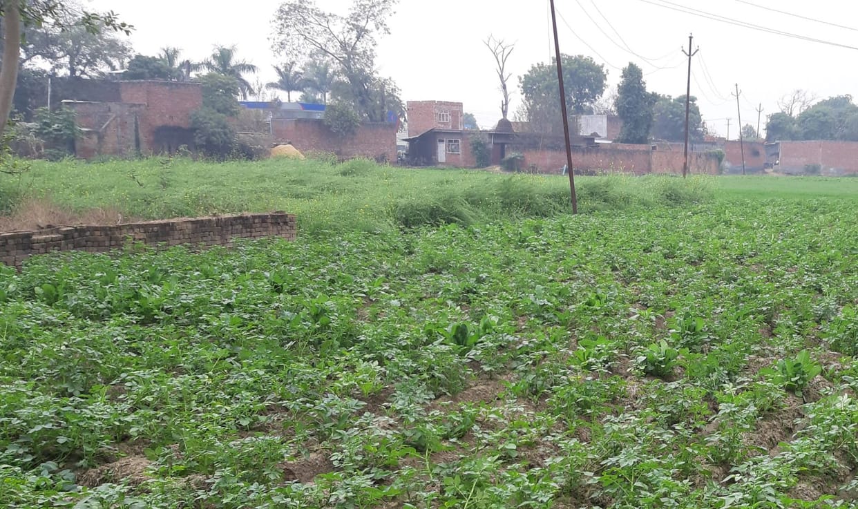 agricalture