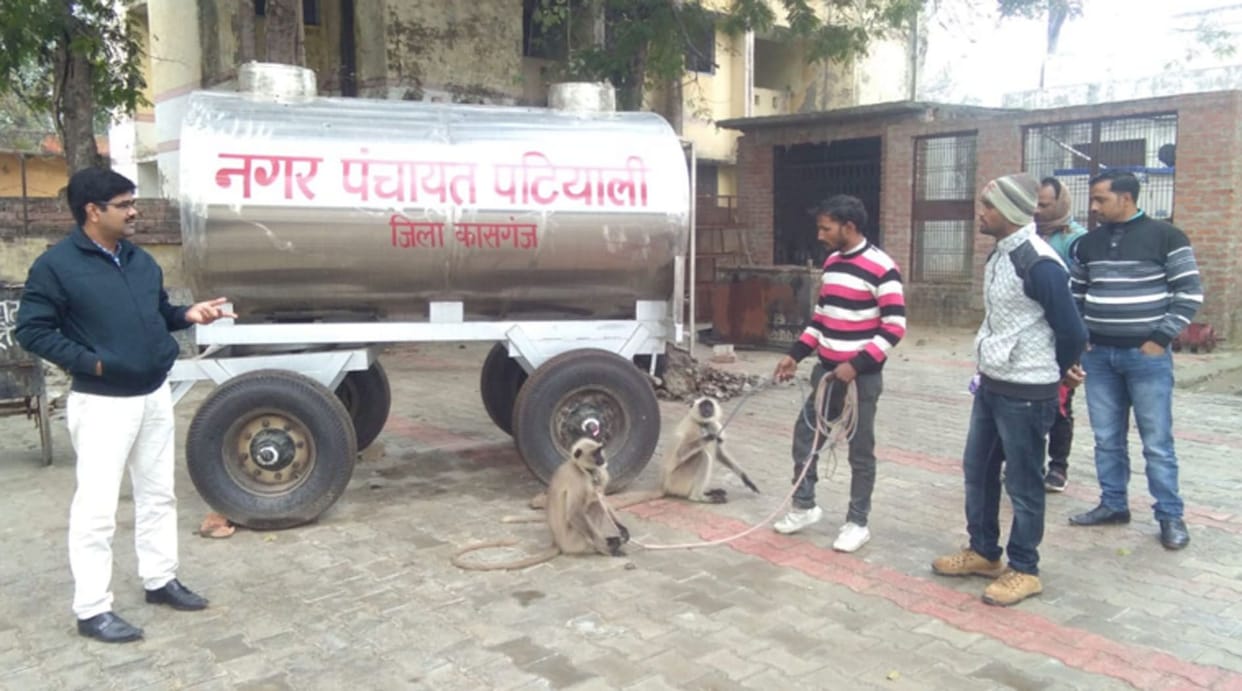 monkey, langoor, kasganj