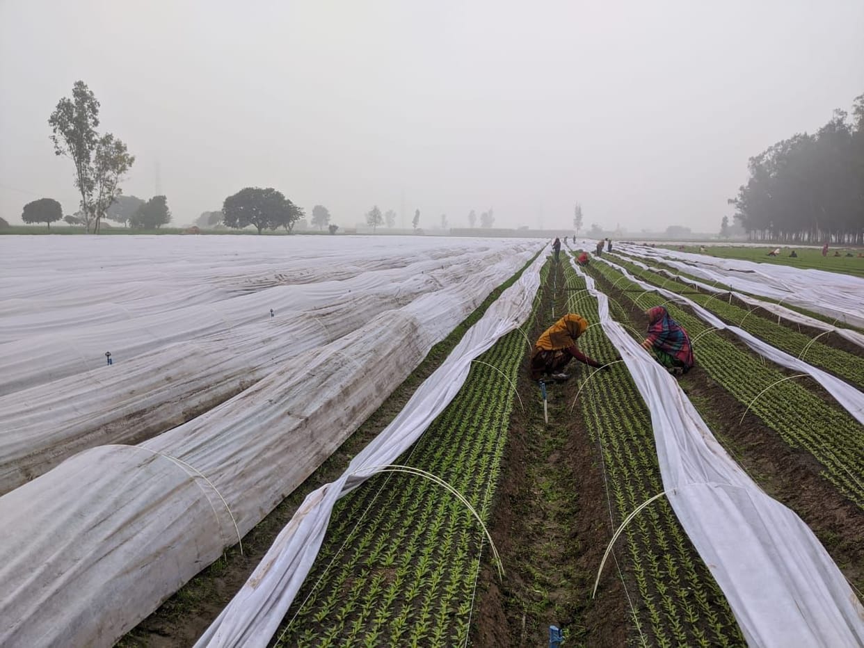 weather, rain, damage crops, rate increase, fatehabad