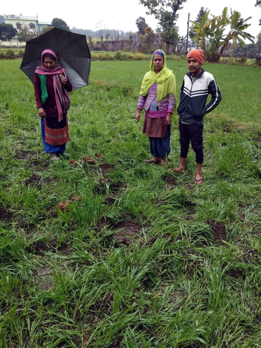 Elephants trample wheat and sugarcane crops in Kaluwala