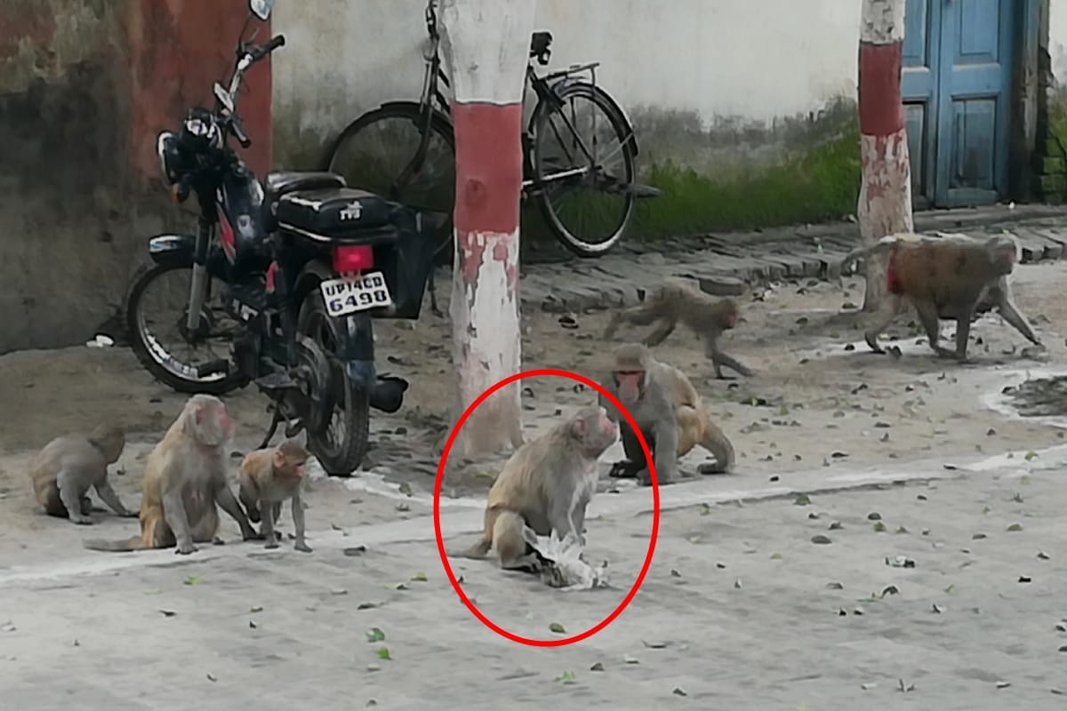 monkeys caught the falcon and slammed him to death to save their child in Meerut