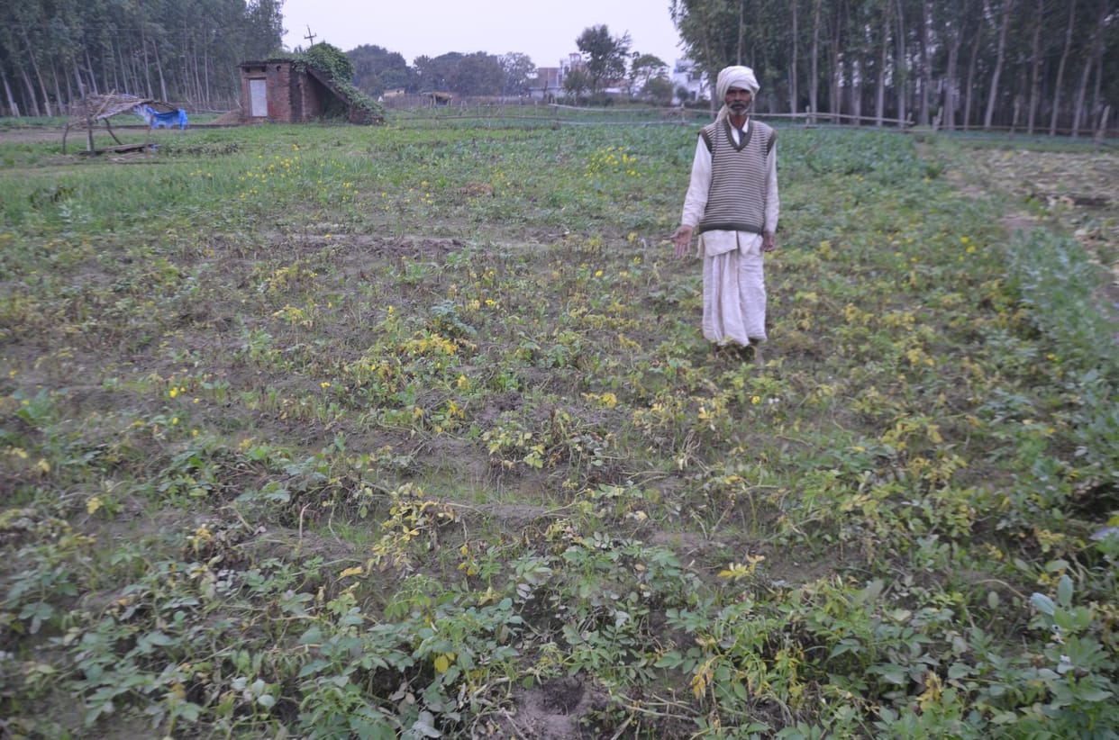 Potato farmers have increased difficulties due to rain