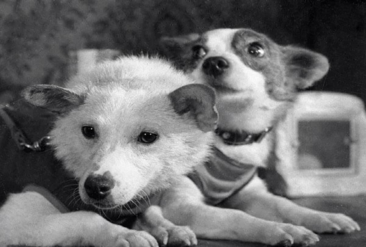 international dog day 2020 story of space dogs belka and strelka first dogs to survive in space