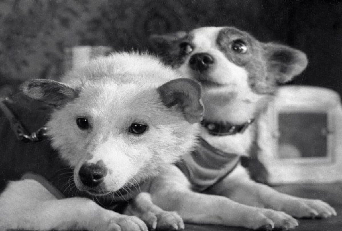 international dog day 2020 story of space dogs belka and strelka first dogs to survive in space