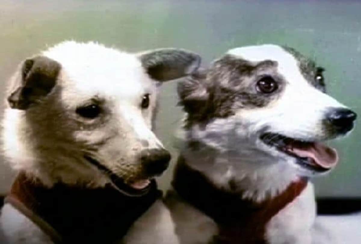 international dog day 2020 story of space dogs belka and strelka first dogs to survive in space