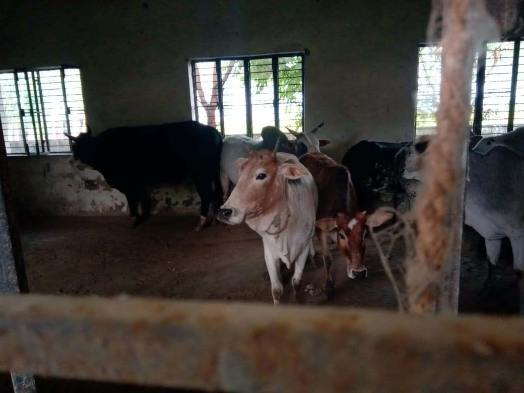 Troubled villagers shut animals in panchayat building