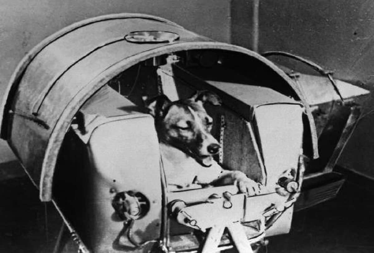 international dog day 2020 story of space dogs belka and strelka first dogs to survive in space
