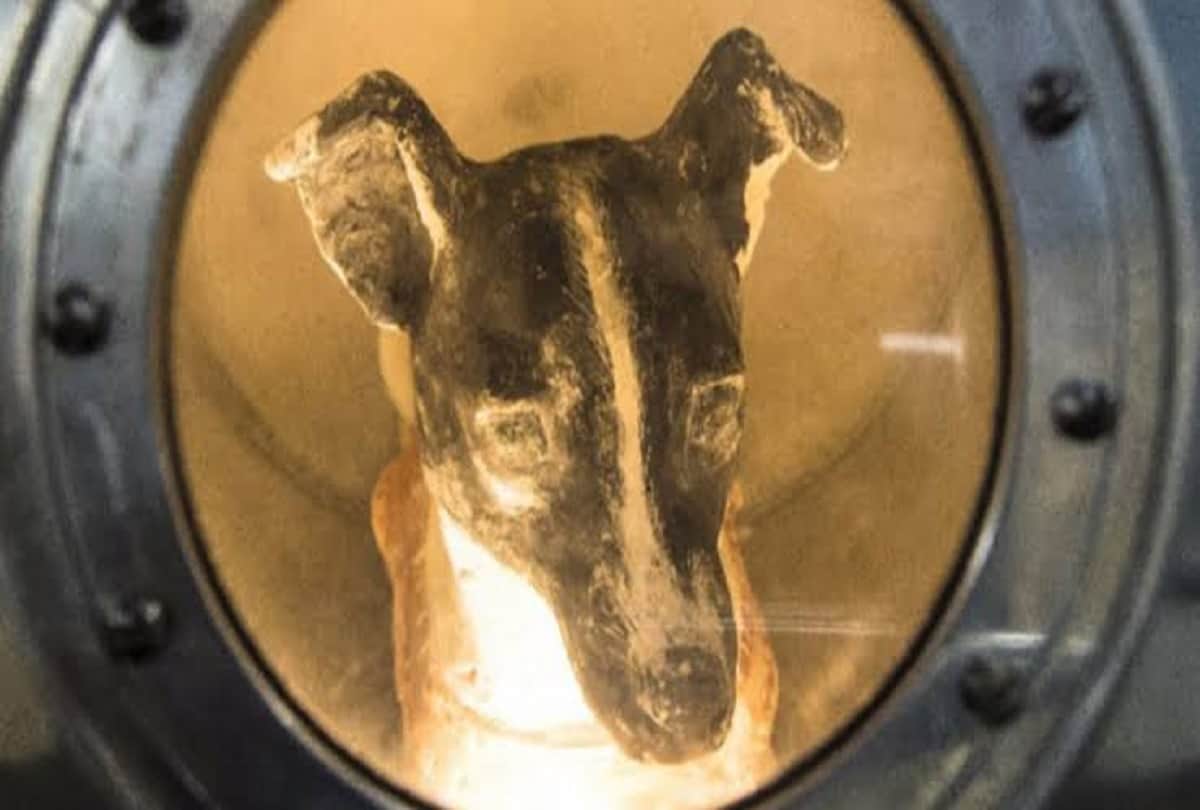 international dog day 2020 story of space dogs belka and strelka first dogs to survive in space