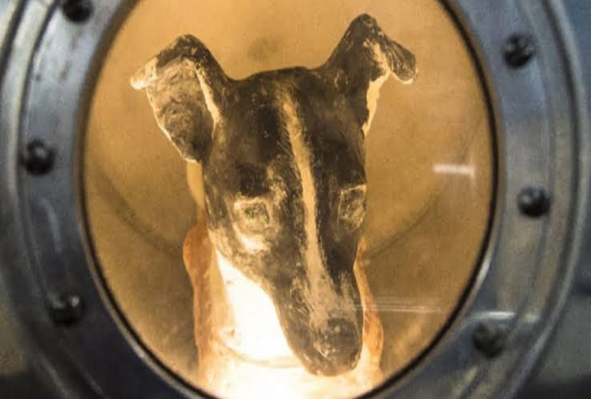 international dog day 2020 story of space dogs belka and strelka first dogs to survive in space