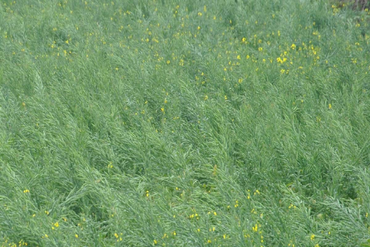 Unseasonal rains increased the risk of diseases