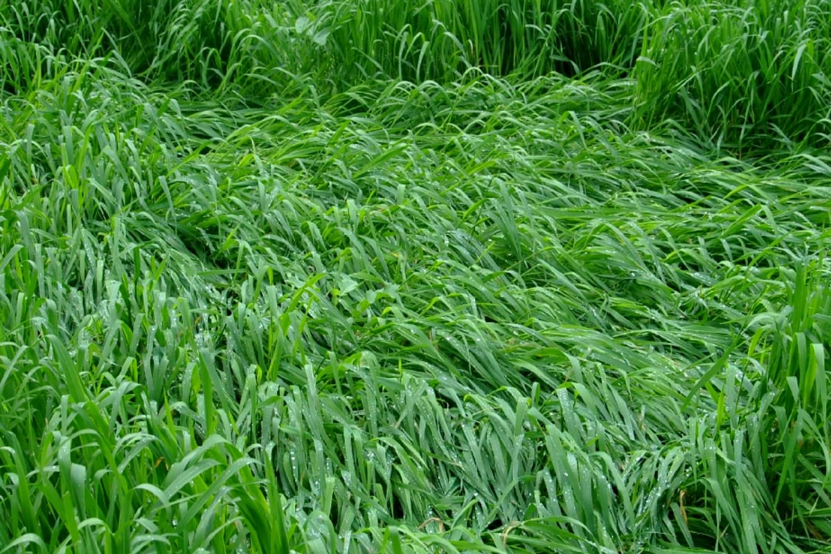 After Basmati crisis on wheat crop now in jammu kashmir