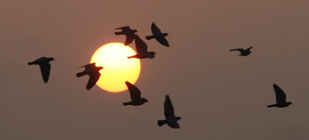 Shiver left by cold wave, effect will remain for three days