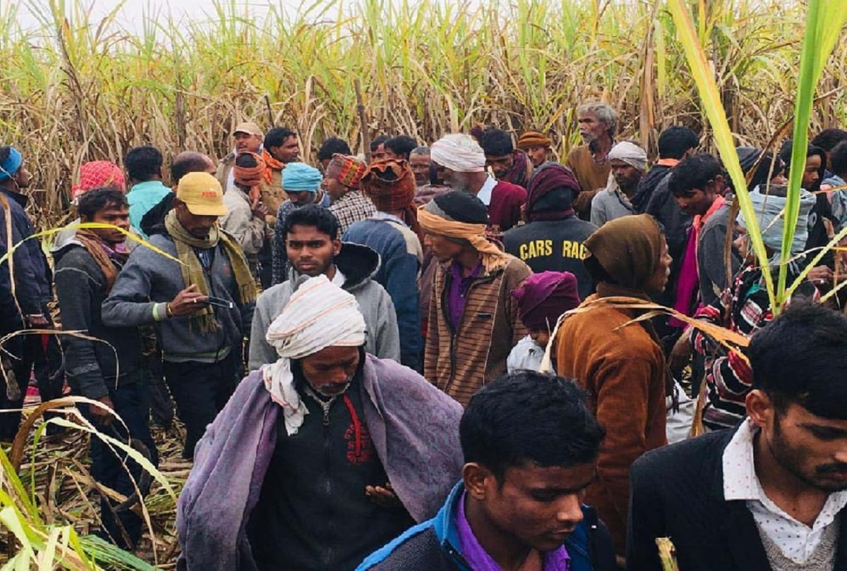 tiger killed farmer in bareilly