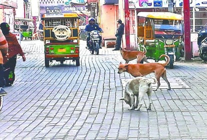 Dogs Nears Tajmahal Tourist in Fear