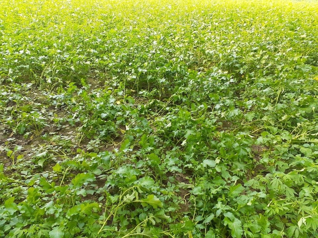 Farmers' crop destroyed by hail