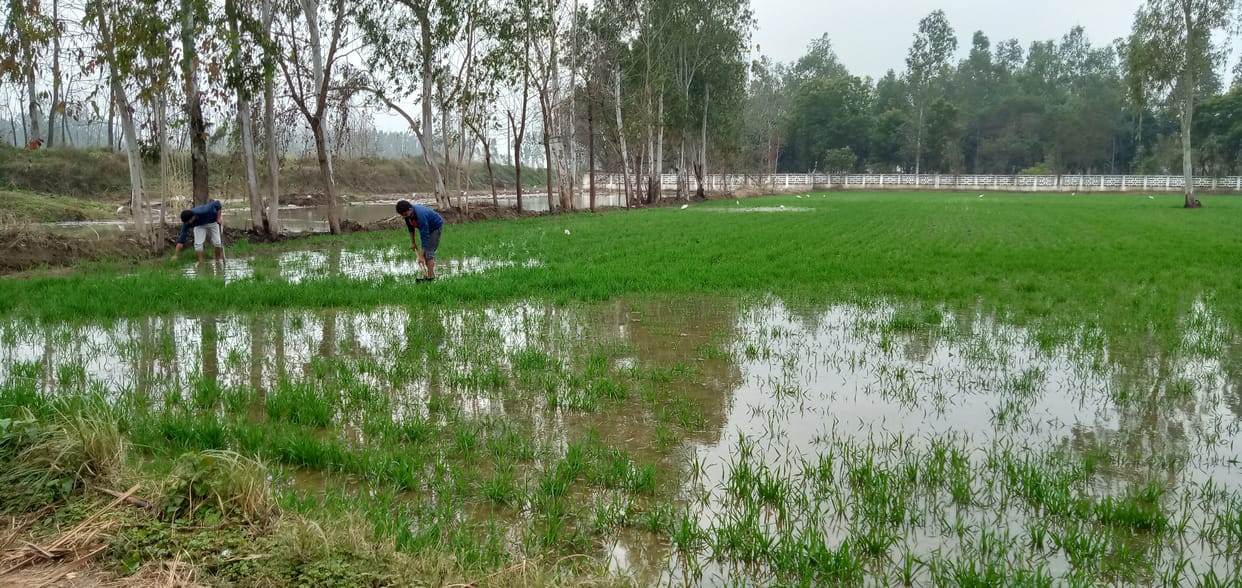 Flooding in the fields due to the failure of Rajabha