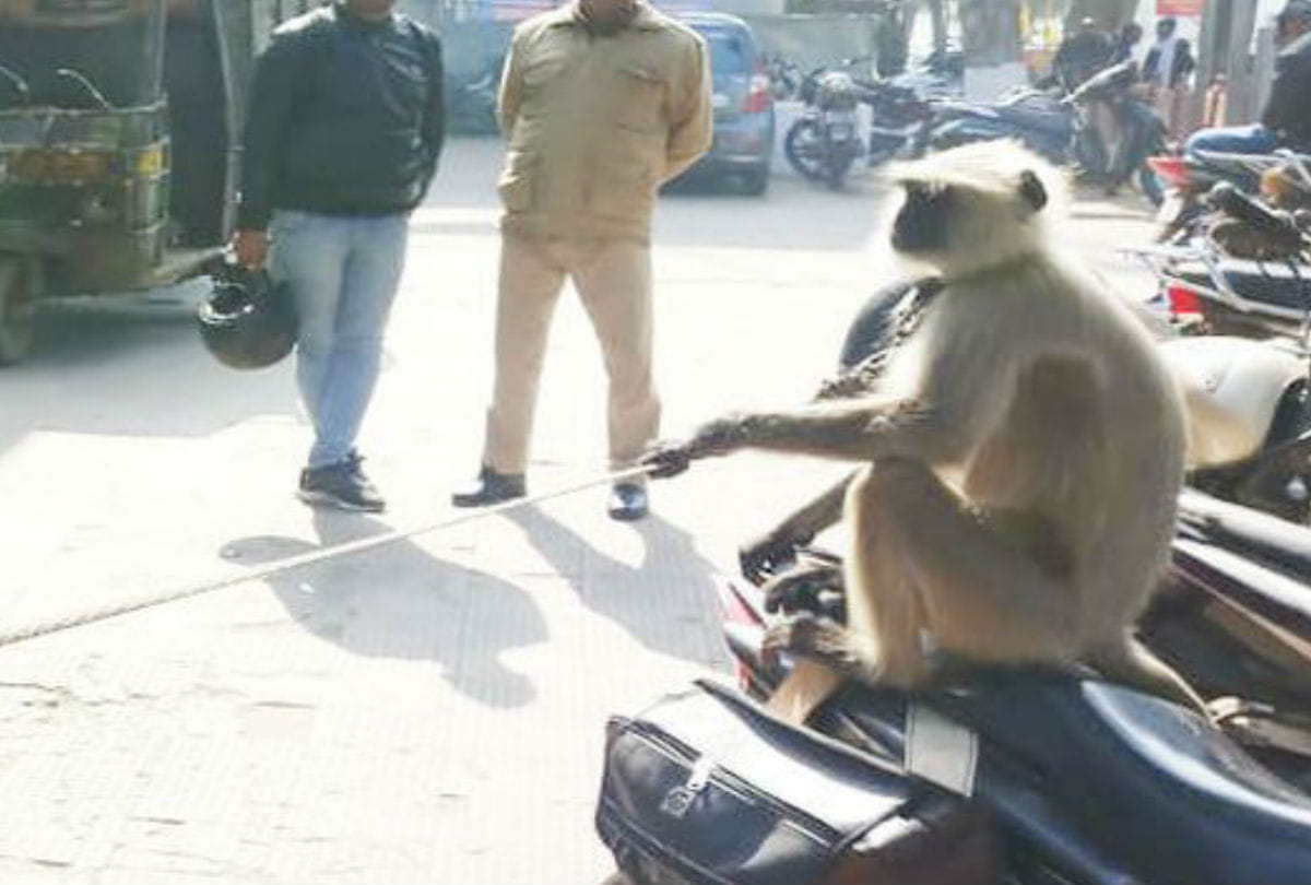 Lucknow: 'Kalandar', chasing monkeys out at the Charbag station