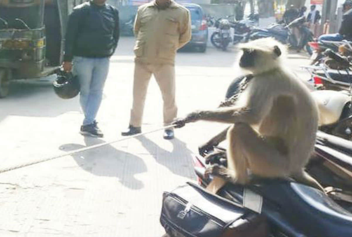 home guard duty for care of langoor at police station agra