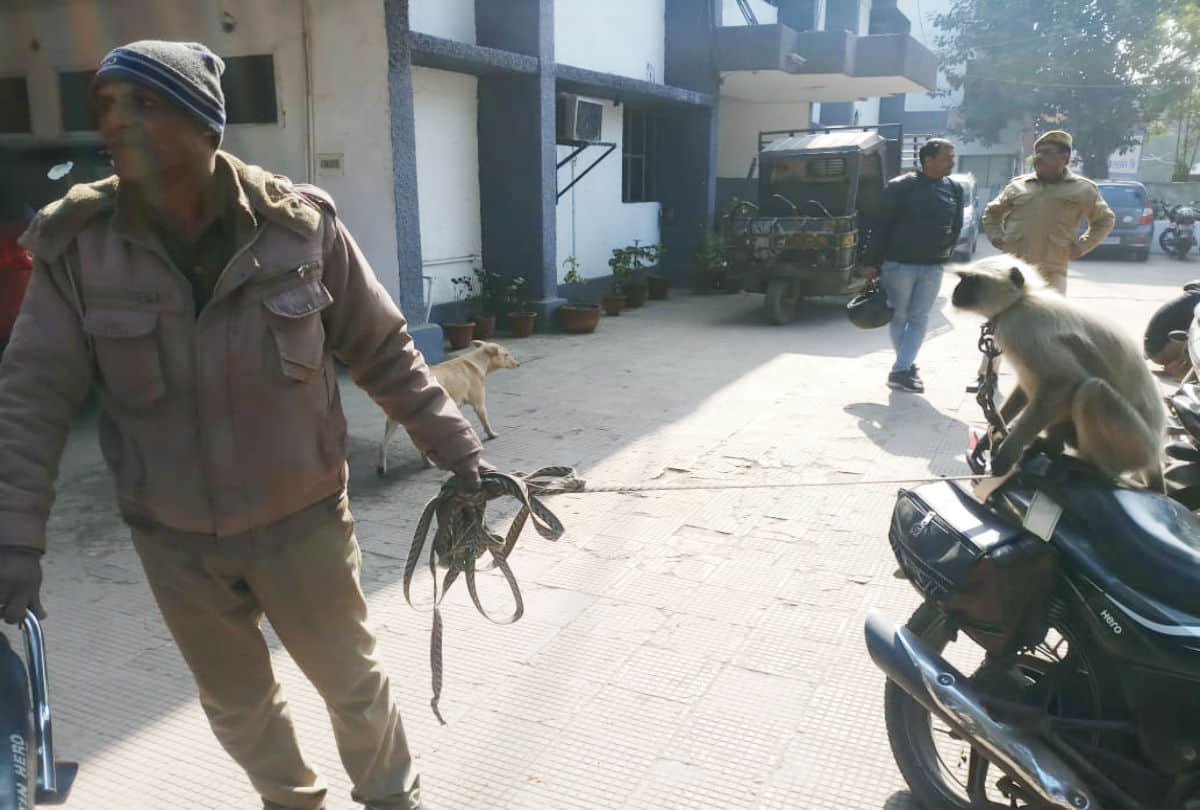 home guard duty for care of langoor at police station agra