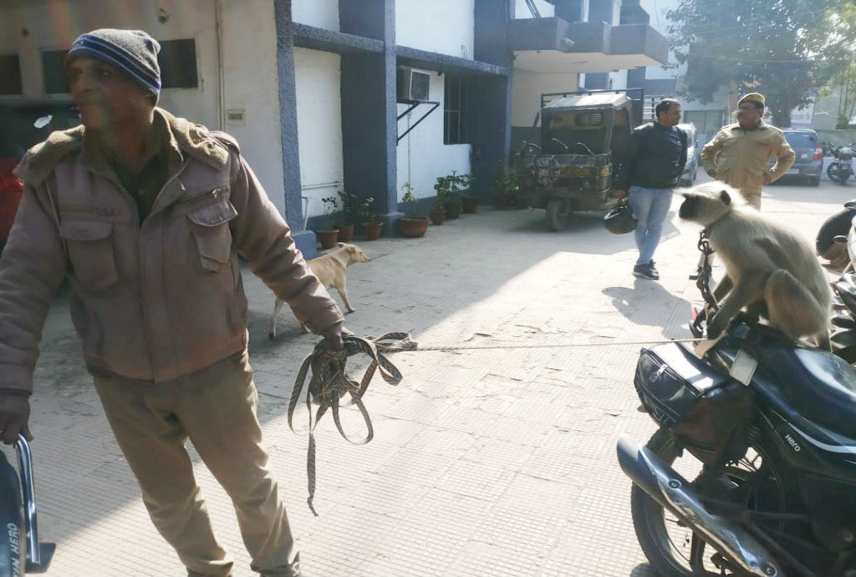 home guard duty for care of langoor at police station agra