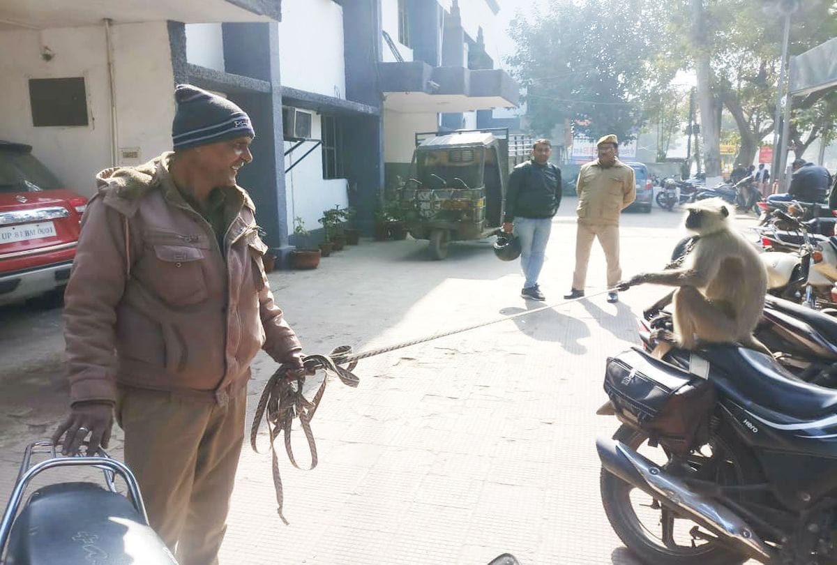 home guard duty for care of langoor at police station agra