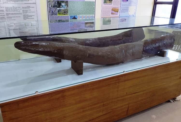 20 Thousand Year Old Elephant Mammoth Restored by Artist Renu Kashyap