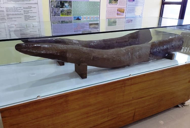 20 Thousand Year Old Elephant Mammoth Restored by Artist Renu Kashyap