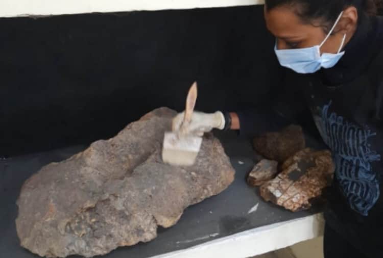 20 Thousand Year Old Elephant Mammoth Restored by Artist Renu Kashyap