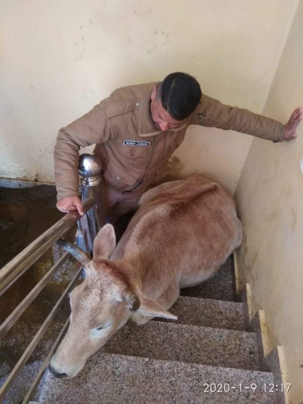 Cow climbed on the roof of a three-storey house