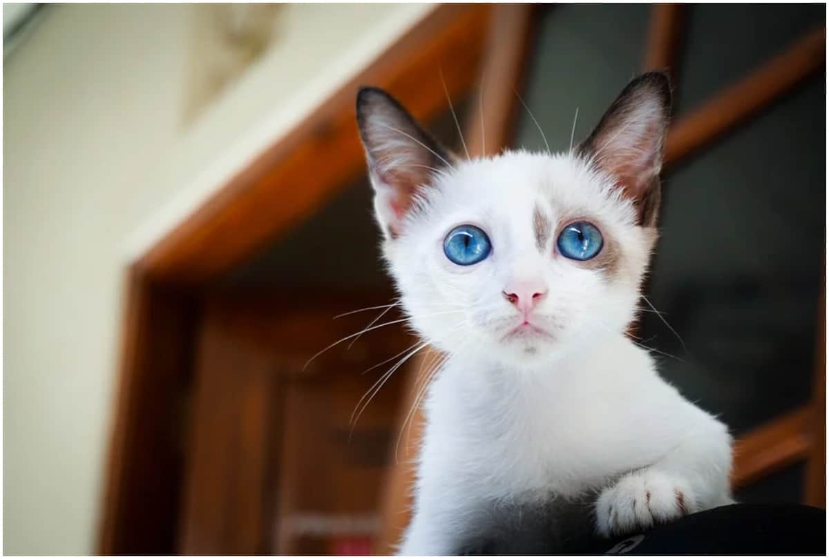 blue green hazel different colored eyes causes
