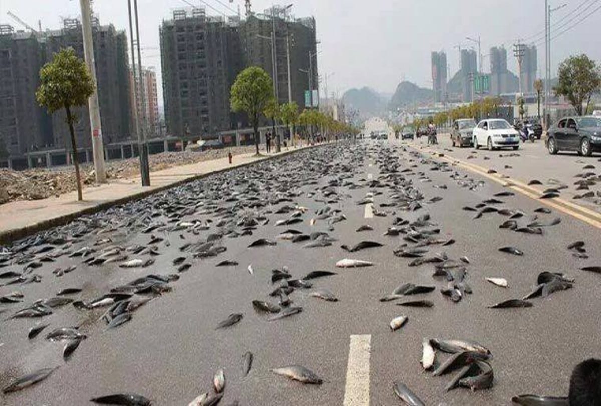 Every Year the Sky Rains Fish in Honduras