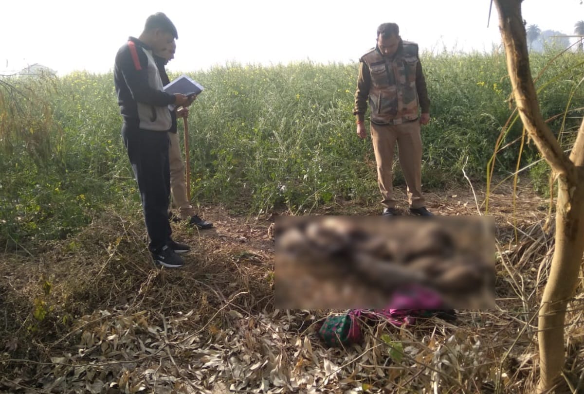 greater noida 9 peahen found dead hunter arrest