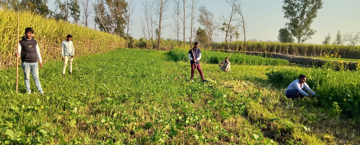 Leopard in village Daulatpur