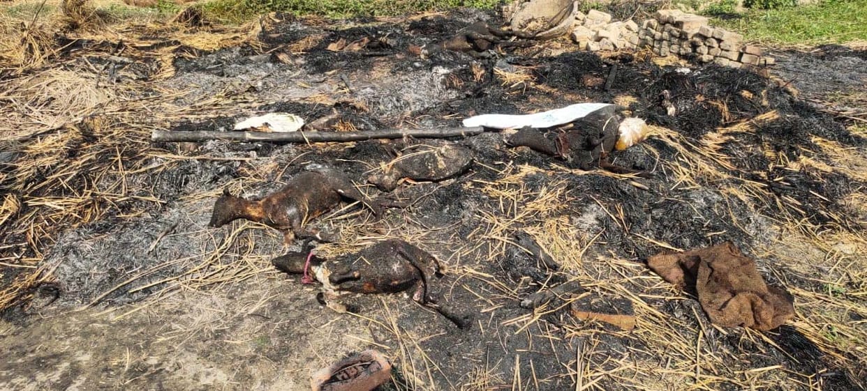 Suspected condition, cattle fire, food grains burnt, five cattle dead