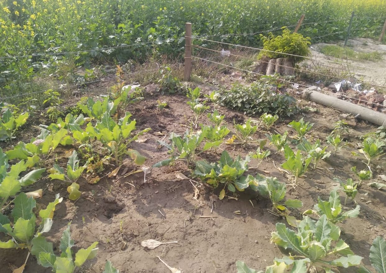 Vegetables will be grown in three thousand schools