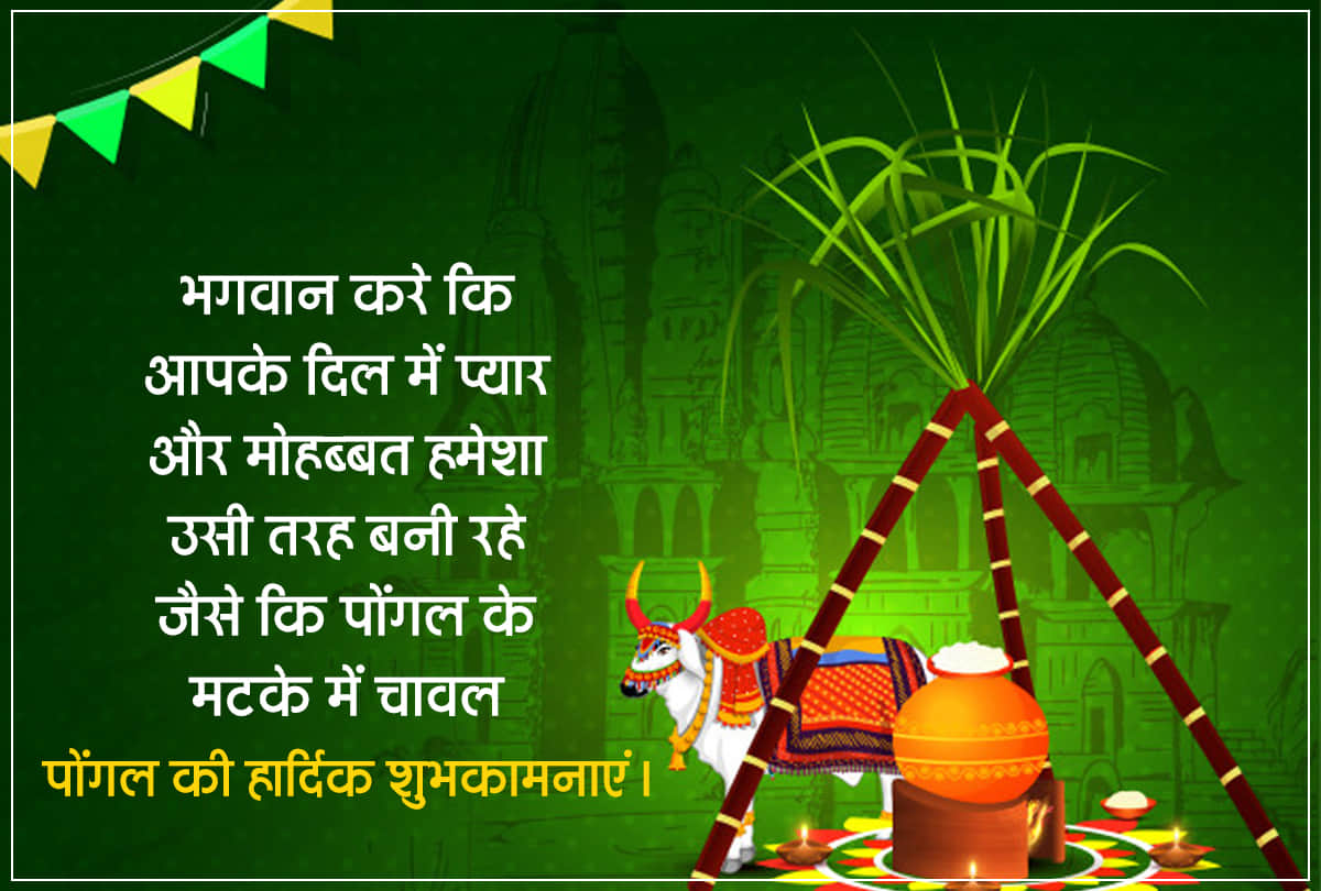 Pongal 2021 in India pongal begins in India know the Significance and rituals