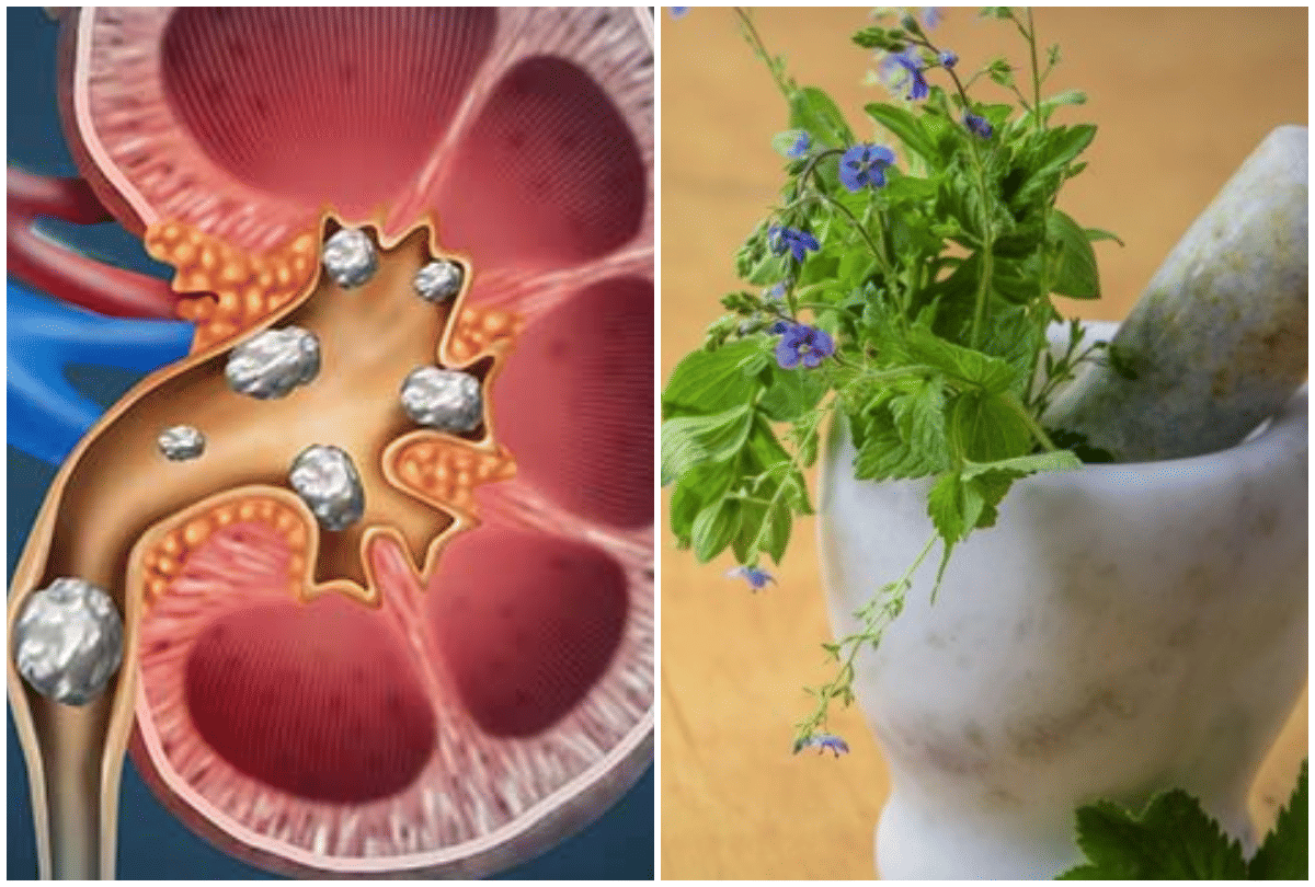 5 ayurvedic herbs for healthy kidneys and liver home remedies