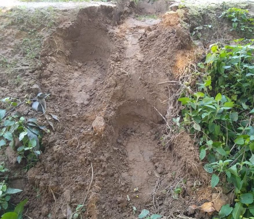 Elephant is a desolate crop