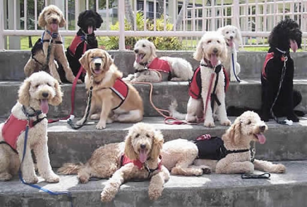 Lucknow news: There may be a ban on the cradle of Pitbull, Mastiff and Rottweiler, the government has prepared