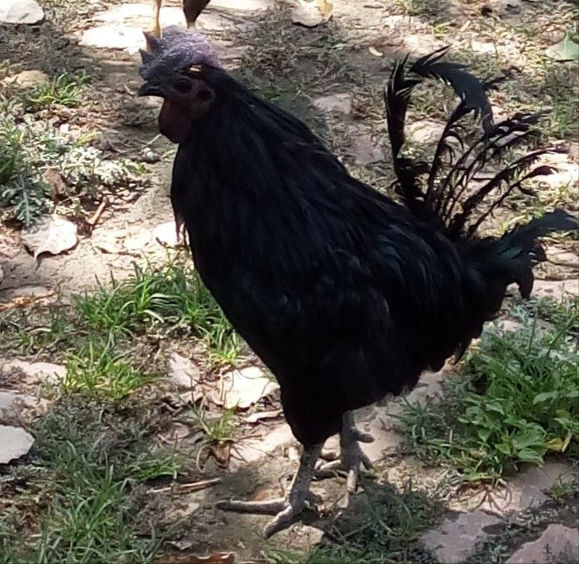kadaknad chiken demand incerase in jhansi