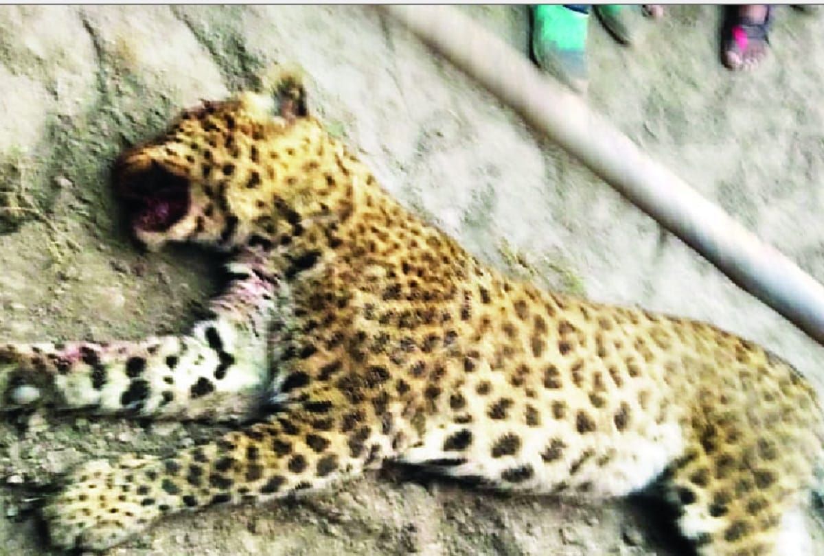 Leopard attacked and injured three people and villagers killled wild cat  in bareilly