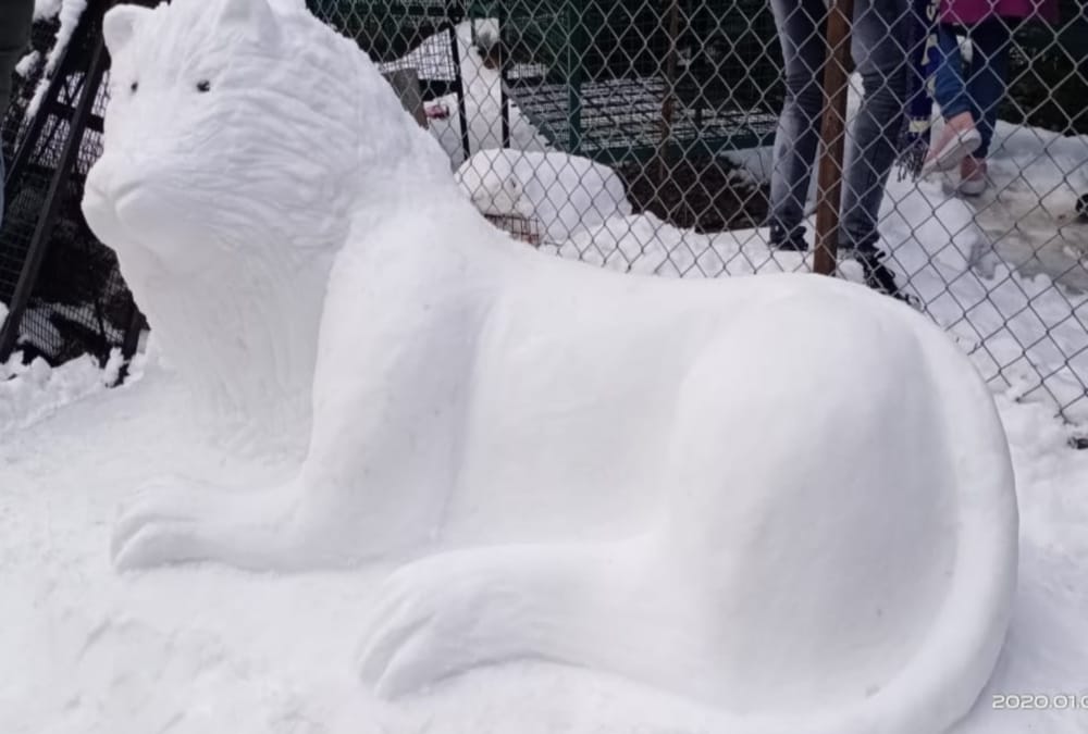 Snow Tiger Idol Made by Artist Boy Attract Tourist in Mussoorie