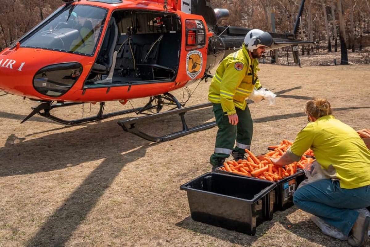 tons of carrots and sweet potato are being delivered to Brush-tailed Rock-wallabies in Australia