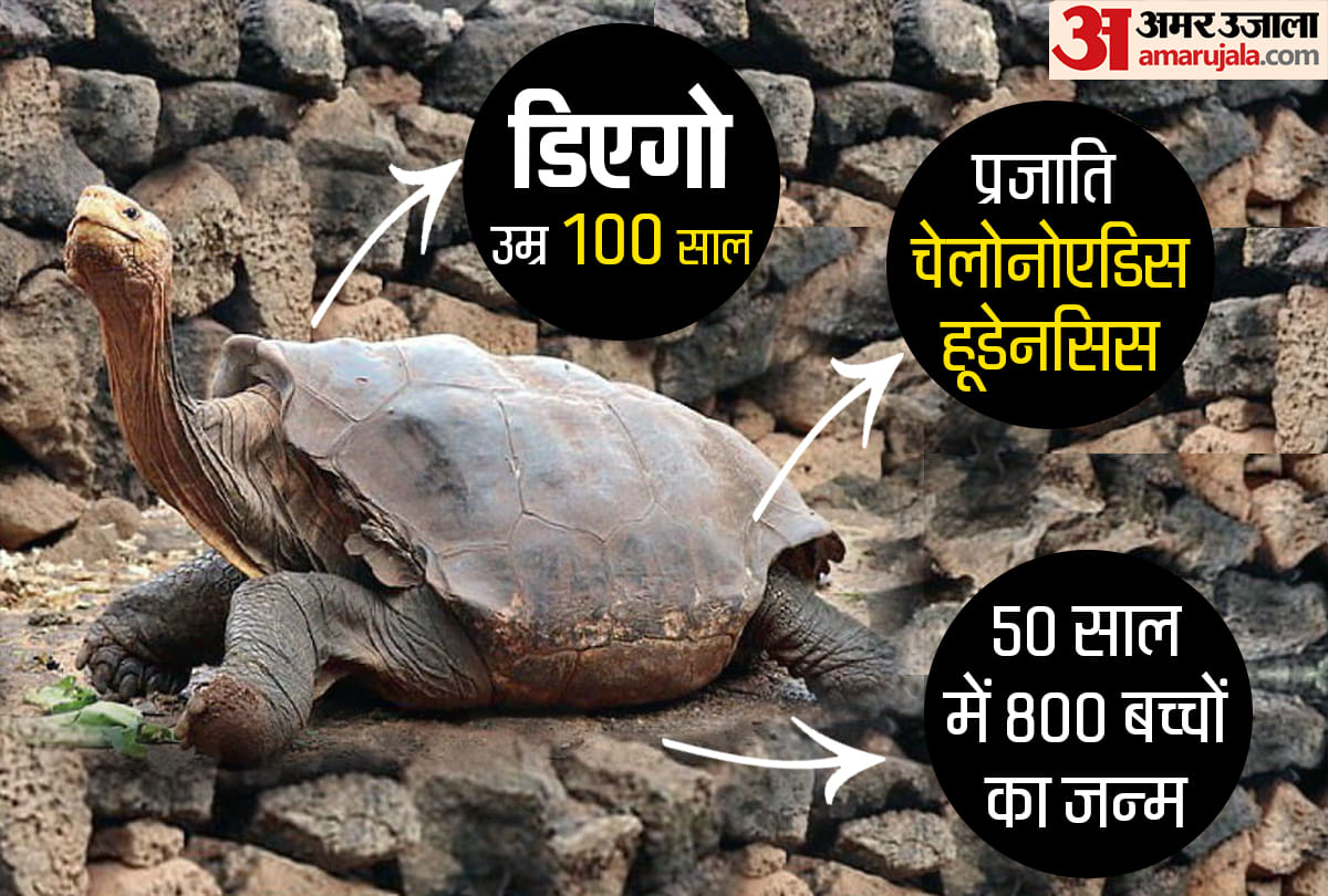 100 years old turtle become the father of 800 children and saved the entire species