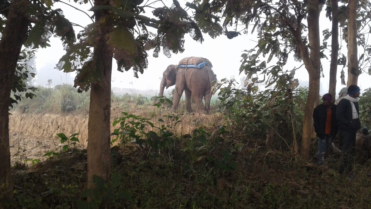 big disclousement about bjp mla elephant, who killed mahawat