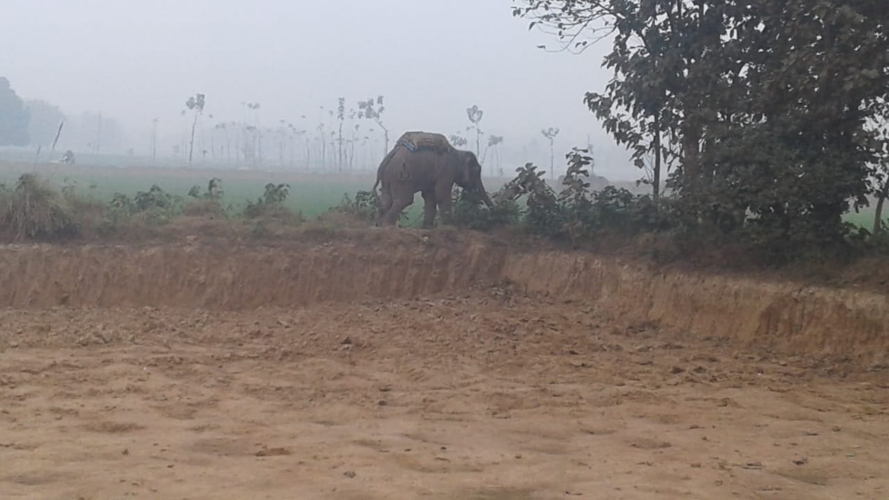 big disclousement about bjp mla elephant, who killed mahawat