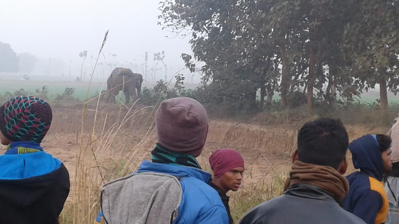 bjp mla vipin singh elephant killed mahawat shabbir at gorakhpur rural area