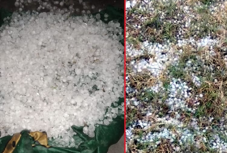 Crop damage in Yamuna nagar due to Heavy rain and hailstorm