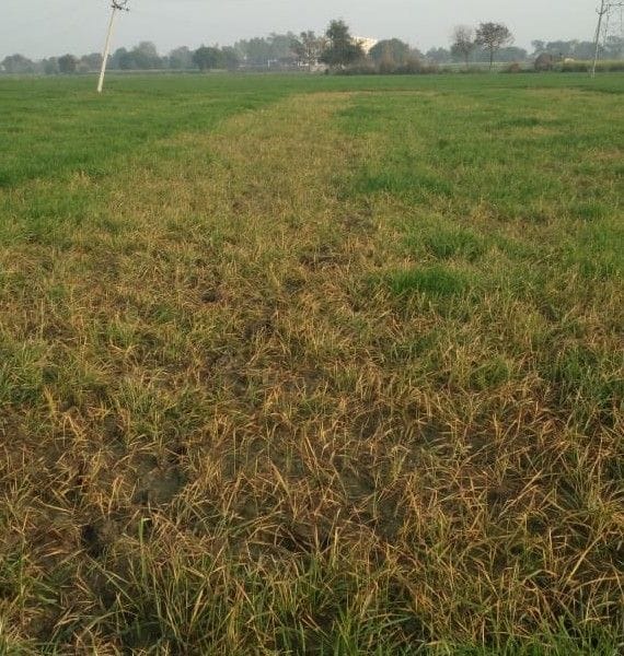 wheat corp burn from chemical