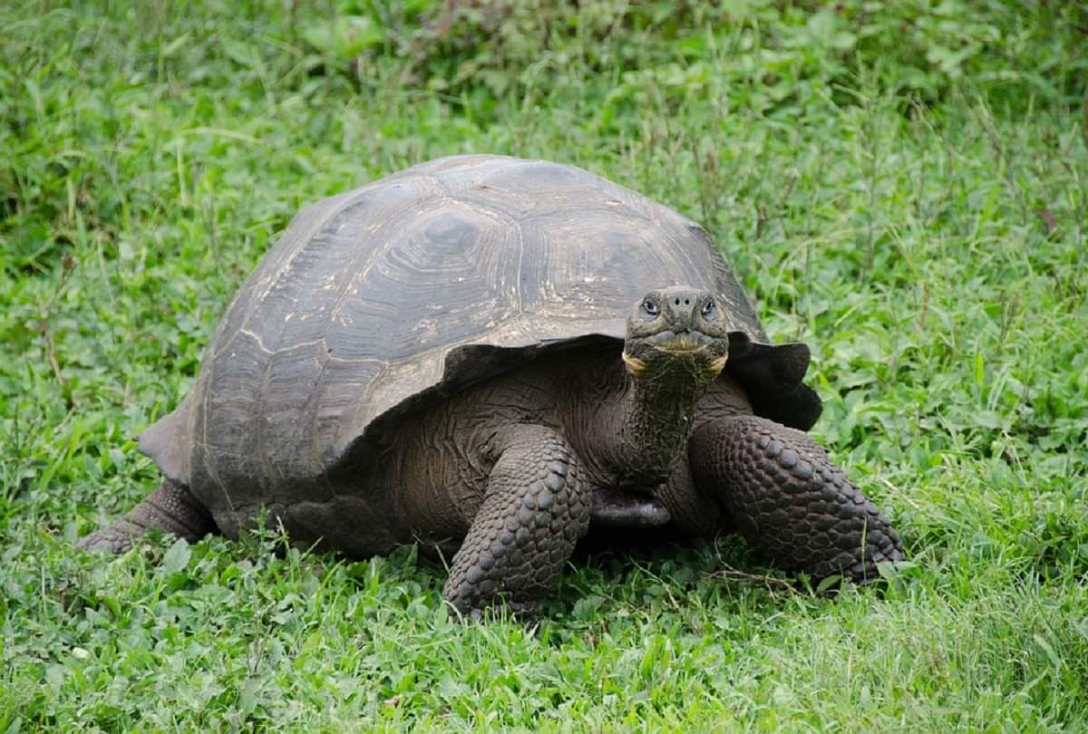 Interesting and strange facts about turtles